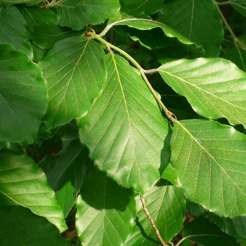 Trees | Woodlands Garden Centre