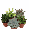 Succulents_Mixed