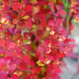 Berberis_Thunbergii_Orange_Rocket