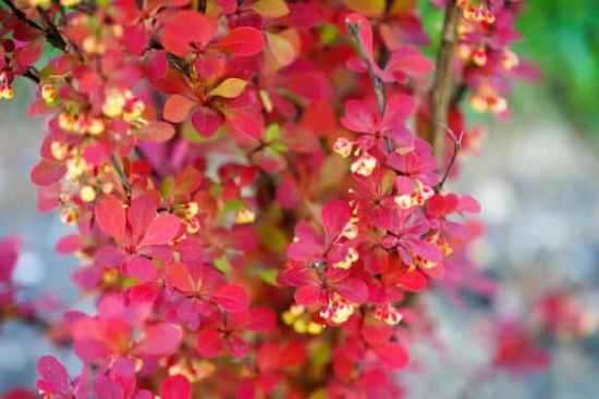 Berberis_Thunbergii_Orange_Rocket