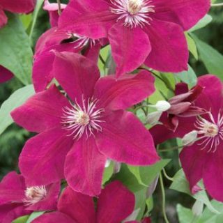 Clematis Rouge Cardinal