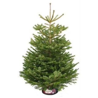 Nordmann Fir Christmas Tree - 240-300cm 8ft-10ft