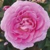 Special Mum Rose - Image 3