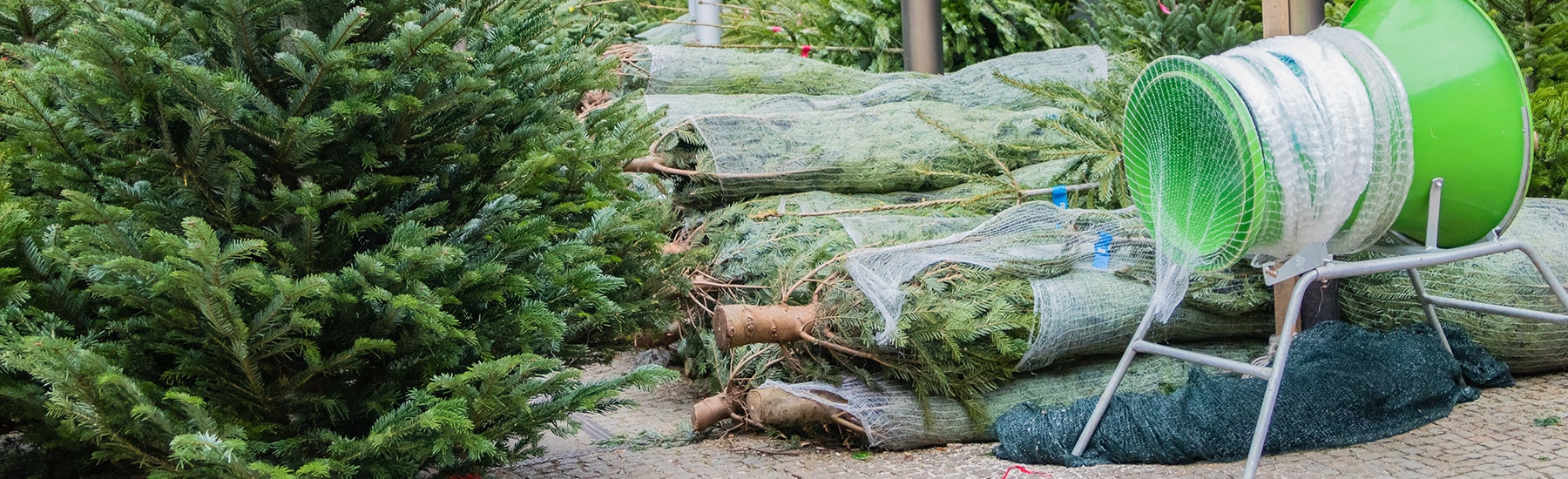 Christmas Trees Pre Order