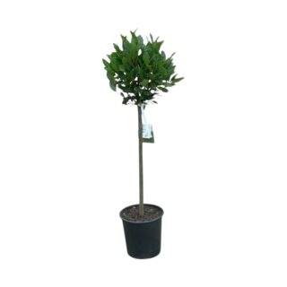 Laurus Nobilis Ball 1/2 Standard - 30/35cm